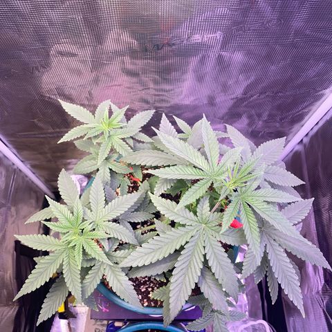 Mimosa Evo growlog timeline photo