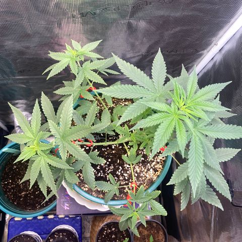 Mimosa Evo growlog photo: LST lần 2 , tỉa lá 

