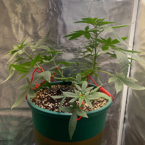 Mimosa Evo growlog photo: LST lần 2 , tỉa lá 
