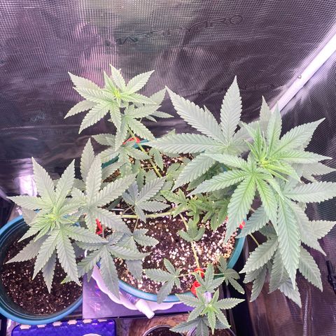 Mimosa Evo growlog photo: LST