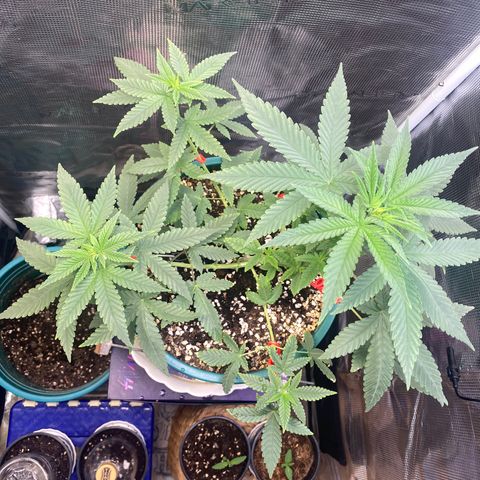 Mimosa Evo growlog timeline photo