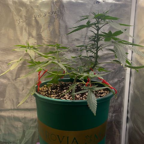 Mimosa Evo growlog timeline photo