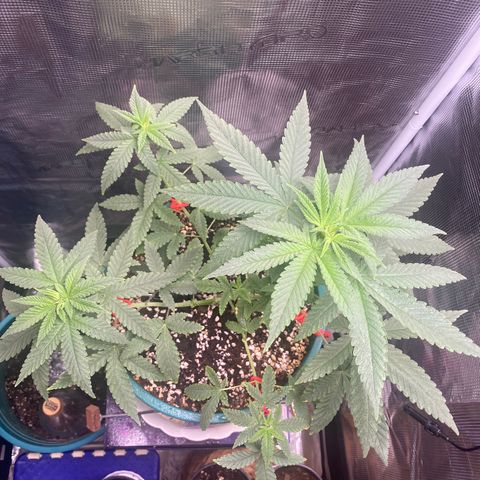 Mimosa Evo growlog timeline photo