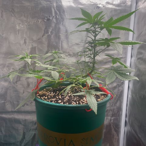 Mimosa Evo growlog timeline photo