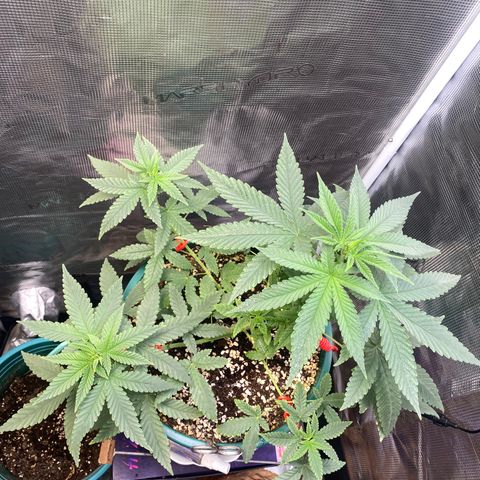 Mimosa Evo growlog timeline photo