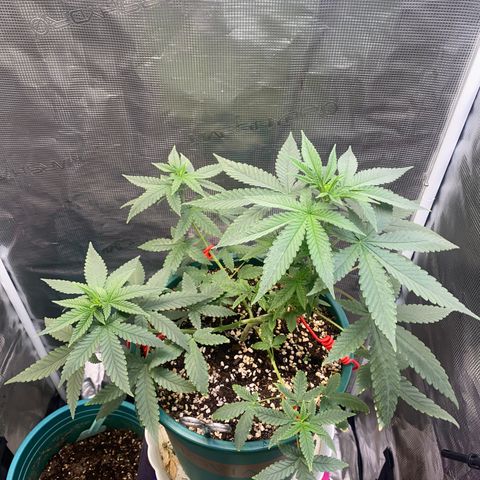 Mimosa Evo growlog timeline photo