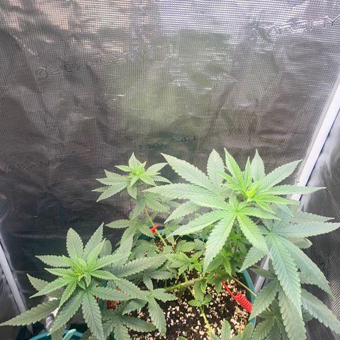 Mimosa Evo growlog timeline photo