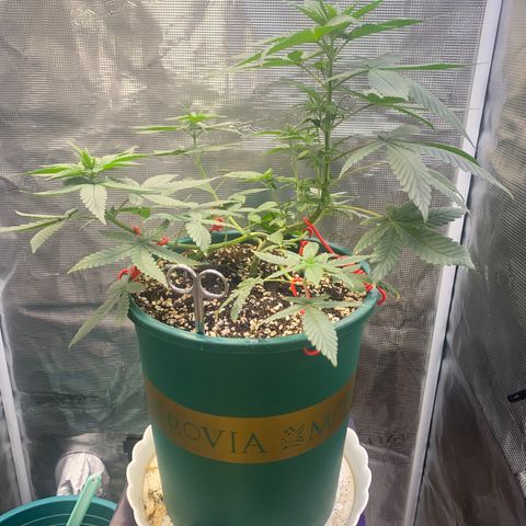 Mimosa Evo growlog timeline photo