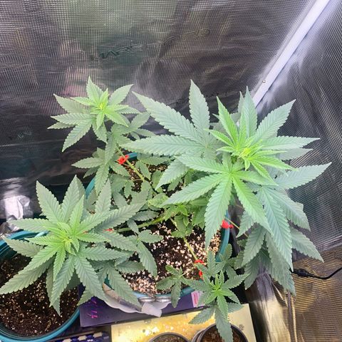 Mimosa Evo growlog timeline photo