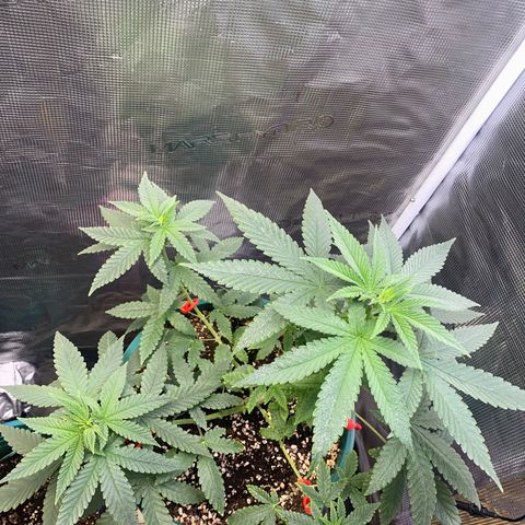 Mimosa Evo growlog timeline photo