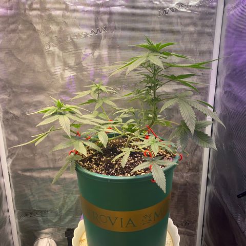 Mimosa Evo growlog timeline photo