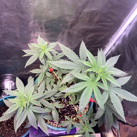Mimosa Evo growlog timeline photo