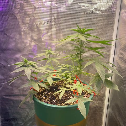 Mimosa Evo growlog timeline photo