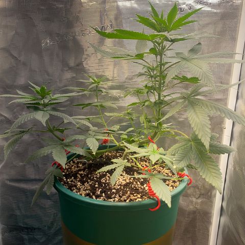Mimosa Evo growlog timeline photo