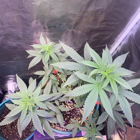 Mimosa Evo growlog timeline photo
