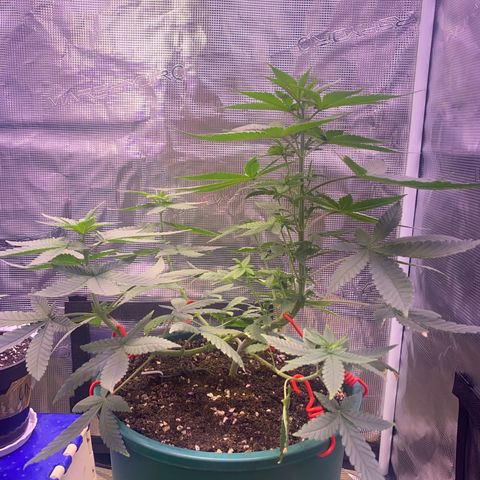 Mimosa Evo growlog timeline photo