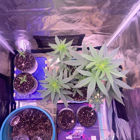 Mimosa Evo growlog timeline photo