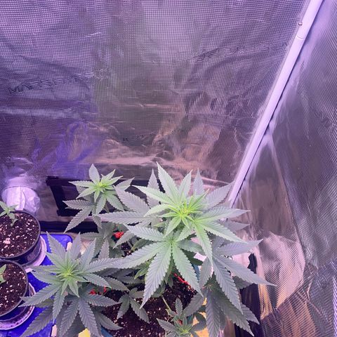 Mimosa Evo growlog timeline photo
