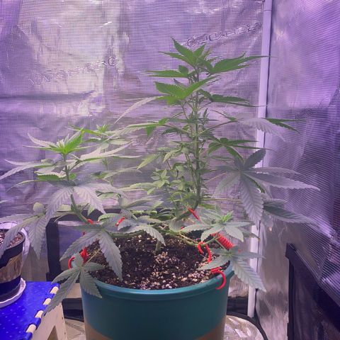 Mimosa Evo growlog timeline photo