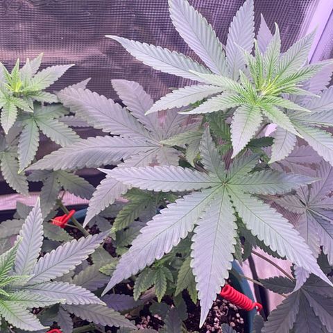 Mimosa Evo growlog timeline photo