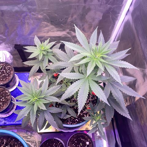 Mimosa Evo growlog timeline photo