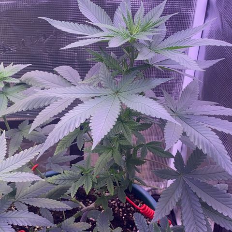 Mimosa Evo growlog timeline photo