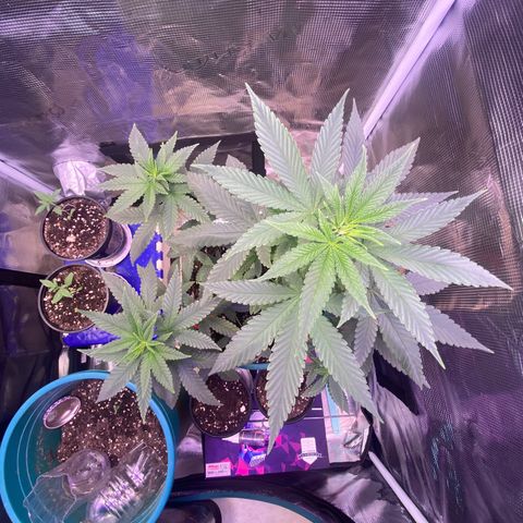 Mimosa Evo growlog timeline photo