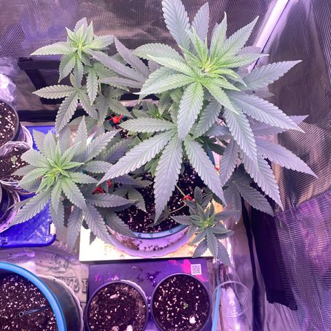 Mimosa Evo growlog timeline photo