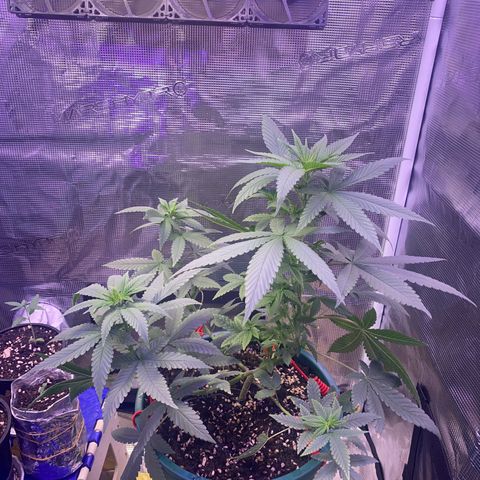 Mimosa Evo growlog timeline photo