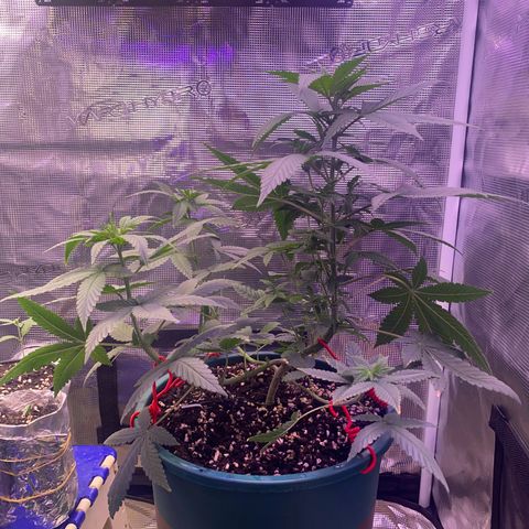 Mimosa Evo growlog timeline photo