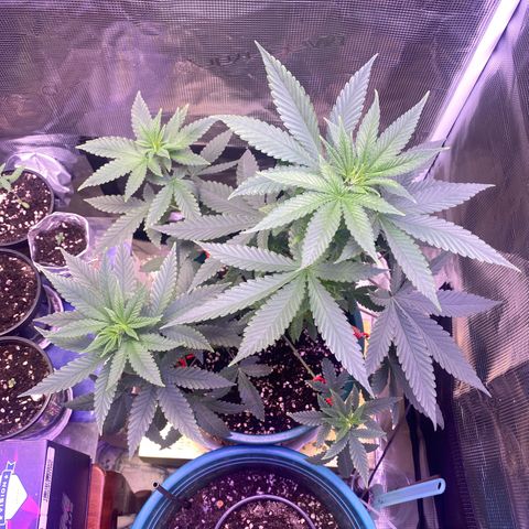 Mimosa Evo growlog timeline photo