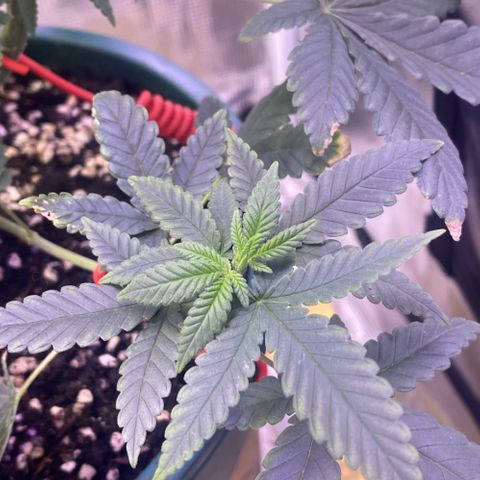 Mimosa Evo growlog timeline photo