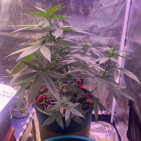 Mimosa Evo growlog timeline photo