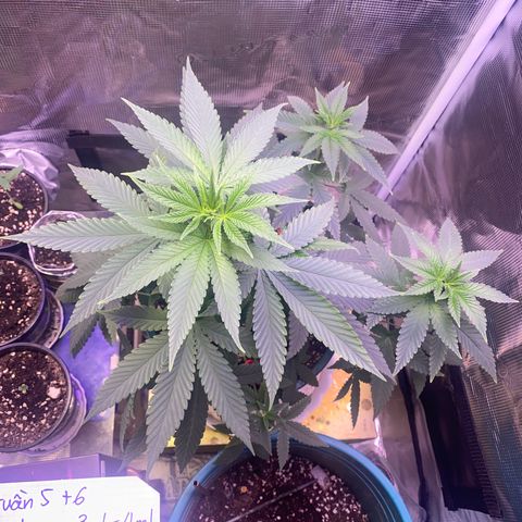 Mimosa Evo growlog timeline photo