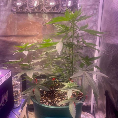 Mimosa Evo growlog timeline photo