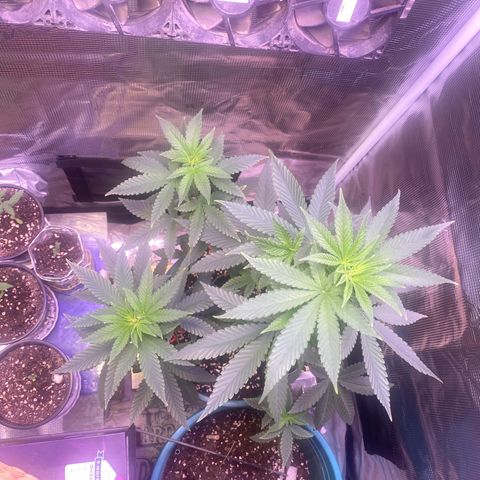 Mimosa Evo growlog timeline photo