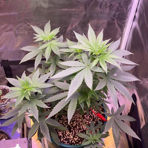 Mimosa Evo growlog timeline photo