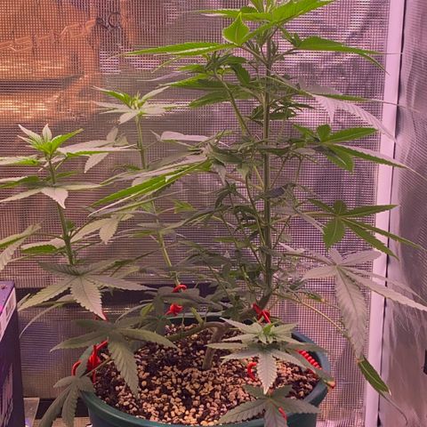 Mimosa Evo growlog timeline photo