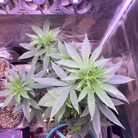 Mimosa Evo growlog timeline photo