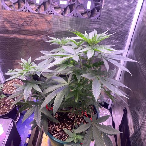 Mimosa Evo growlog timeline photo