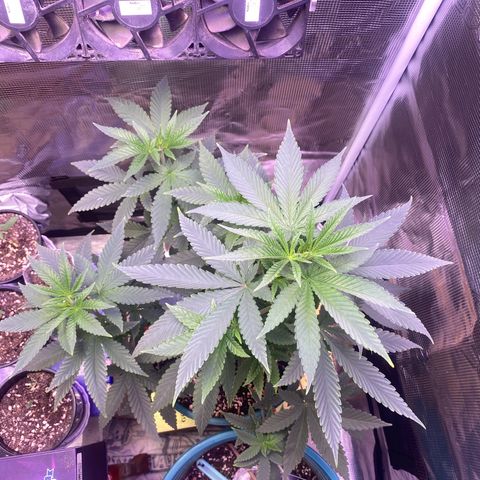 Mimosa Evo growlog timeline photo