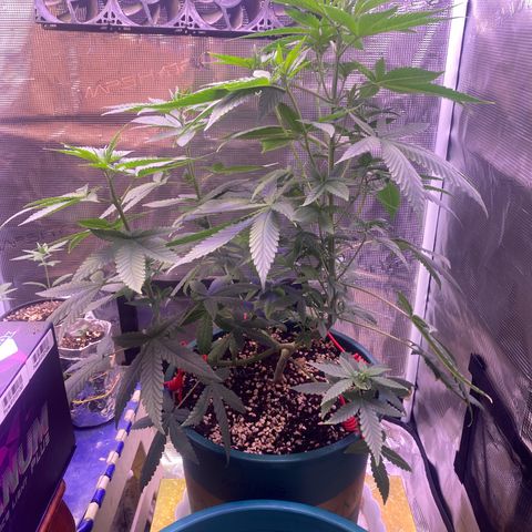Mimosa Evo growlog timeline photo