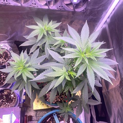 Mimosa Evo growlog timeline photo