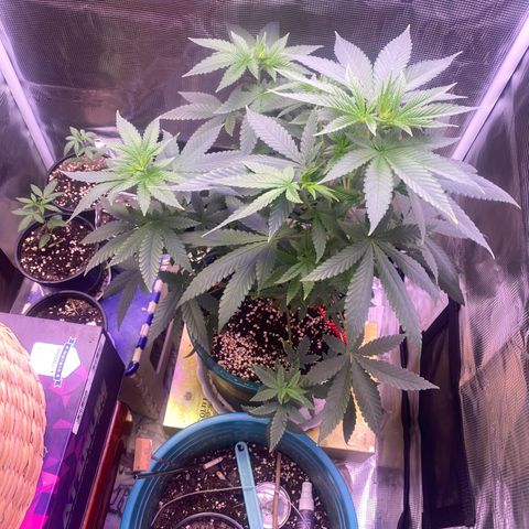 Mimosa Evo growlog timeline photo
