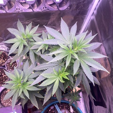 Mimosa Evo growlog timeline photo