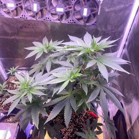 Mimosa Evo growlog timeline photo