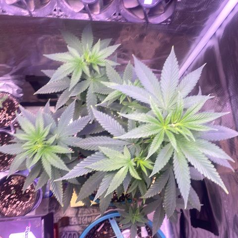 Mimosa Evo growlog timeline photo