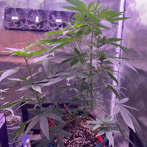 Mimosa Evo growlog photo: Trước và sau khi tưới 5p
