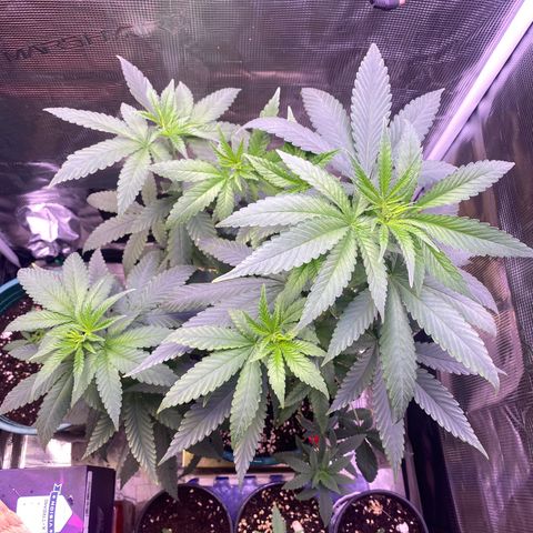 Mimosa Evo growlog photo: Trước và sau khi tưới 5p
