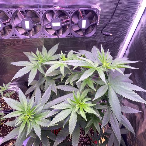 Mimosa Evo growlog photo: Trước và sau khi tưới 5p